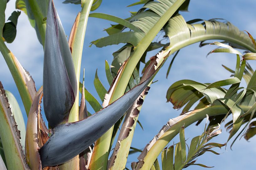 Strelitzia against a blue sky by Ulrike Leone