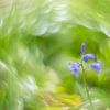 Bosannemoon in het groen van Wendy van Kuler Fotografie