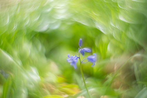 Bosannemoon in het groen van Wendy van Kuler Fotografie