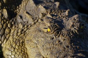Gros plan sur l'œil jaune d'un grand crocodile du Nil, parc national de Chobe, Botswana