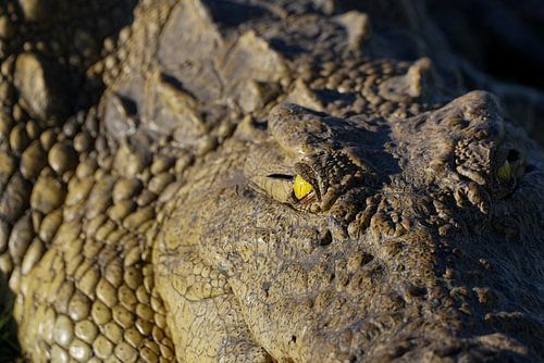 Gros plan sur l'œil jaune d'un grand crocodile du Nil, parc national de Chobe, Botswana