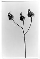 Portrait botanique n°2