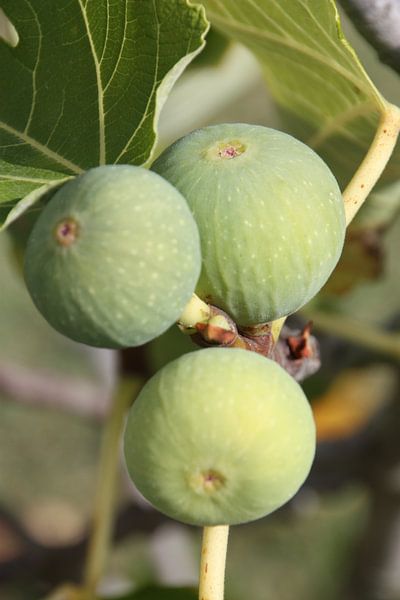 Figs by Marianne van den Bogaerdt