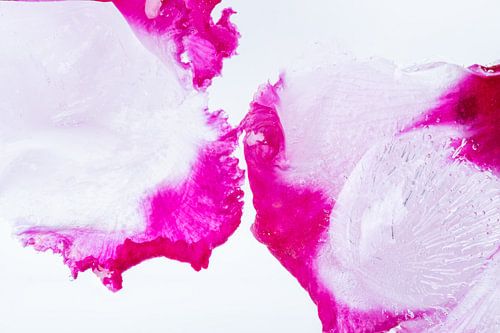 Cyclamen rouge et blanc avec glace 1