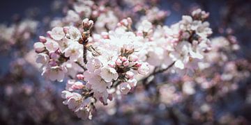 Wit roze lente bloesems van Saskia Strack
