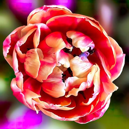 Tulp van bovenaf gezien