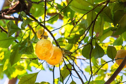 Geurige citroenen aan tak