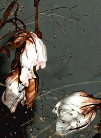 so sad by ton langbroek