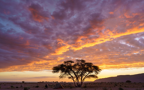 Camping under an acacia in the Moroccan desert