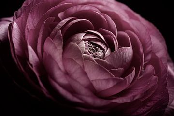 Fleur rose ancienne dont les pétales s'ouvrent à la lumière sur Marjolijn van den Berg