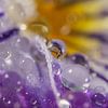 Abstraction : Des gouttes sur une petite fleur printanière sur Marjolijn van den Berg