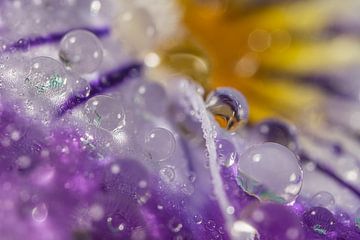 Abstract: Drops on a spring flower by Marjolijn van den Berg