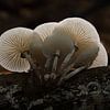 Champignon de porcelaine en contre-jour sur Leo Kramp Fotografie