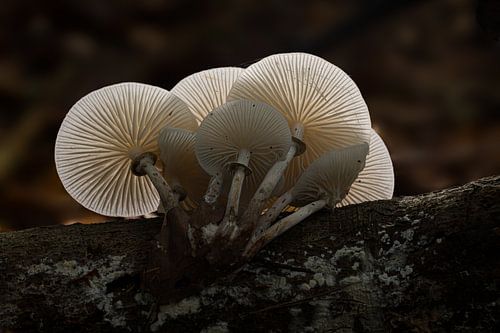Porseleinzwam in tegenlicht