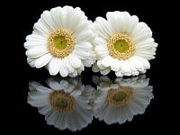 Zwei weiße Gerbera Blumen mit Reflexion auf schwarzem Hintergrund