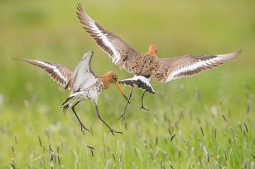 Grutto (limosa limosa) in een weiland in Friesland van Marcel van Kammen