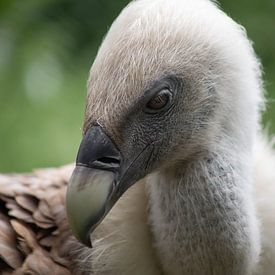 Griffon Vulture by Steffie van der Putten