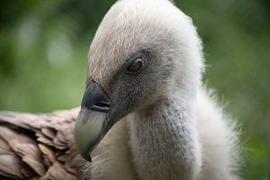 Gänsegeier