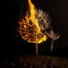 Burning Dandelion 2 von Liane Boddaert