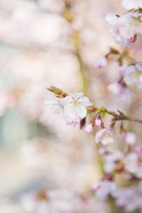 Lente bloesem
