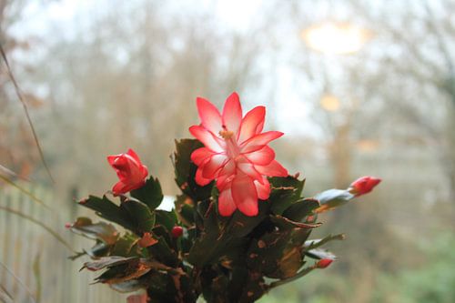 Schlumbergera lidcactus