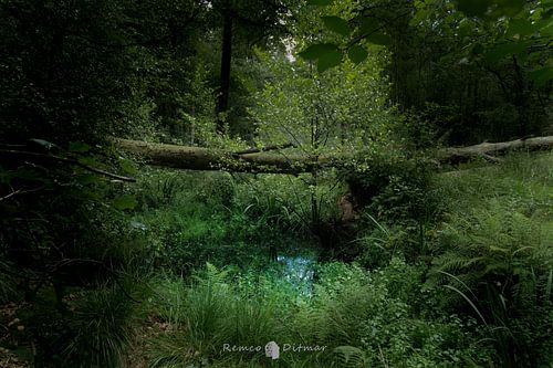 Paradijselijk Bos: Waar Natuurlijke Harmonie Heerst