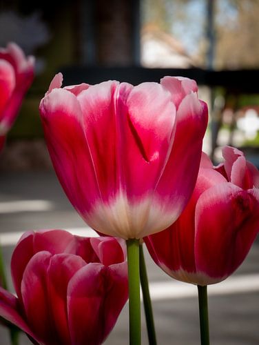 Tulpen auf dem Keukenhof