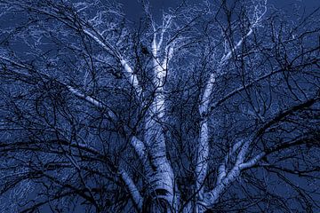 Birch in blue by Dieter Walther