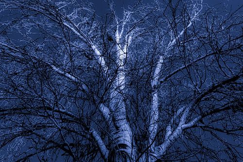 Birke in blau