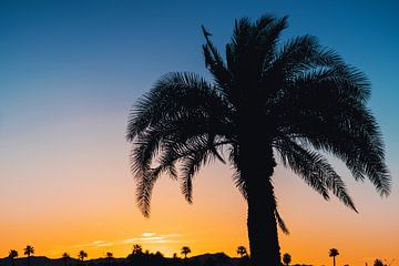 Silhouet Palmbomen II van Walljar