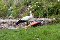 Master Builder of the Air