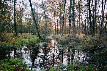 Goldene Stunde im Naturschutzgebiet Kampina von Nicolette Suijkerbuijk Fotografie