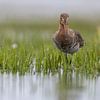 Grutto's Lopend door het Water van Thijs Schouten