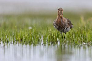 Uferschnepfe, die durch das Wasser läuft
