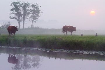 Kühe im Nebel entlang des Haarlemmertrekvaart-Kanals von Menno van Duijn