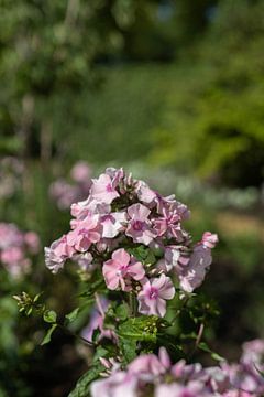 mooie roze bloem staand van Cheyenne Bevers Fotografie
