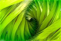 Groene bladeren