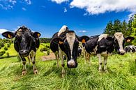 Hollandse koeien op São Miguel (Azoren) van Easycopters thumbnail