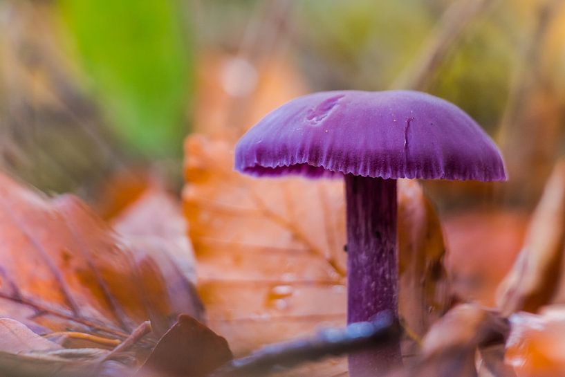 Wood blewit by Sander Fearloos