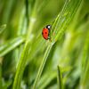 Coccinelle solitaire sur Remco Piet