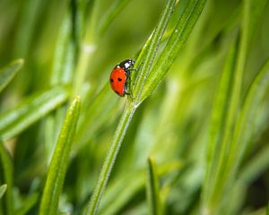 Coccinelle solitaire