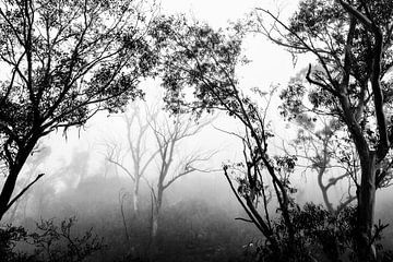 Regenwoud in de mist III