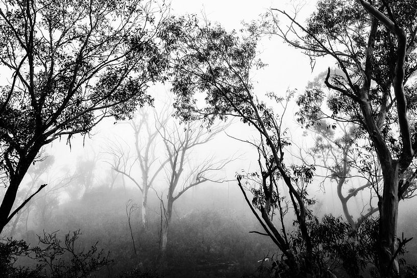 Forêt tropicale dans le brouillard III par Ines van Megen-Thijssen