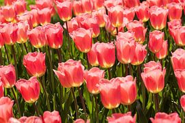 Sea of tulips in spring by Martin Steiner