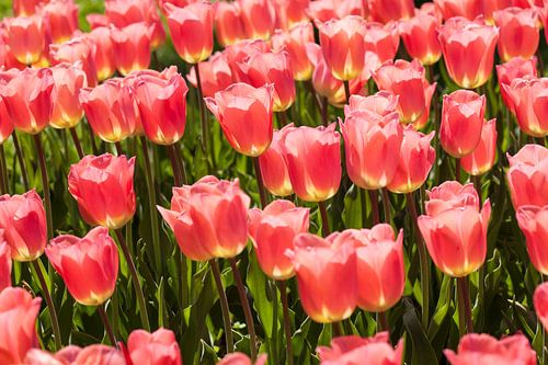 Een zee van tulpen in de lente