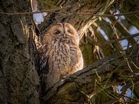 City owl...