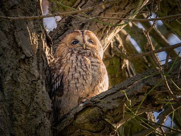 City owl... by Suzan Brands