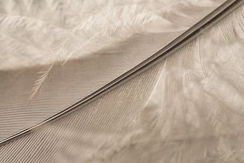 Zo licht als een veertje