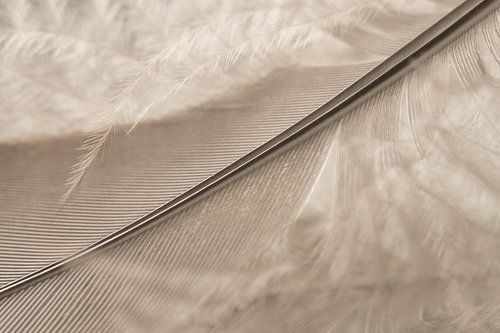 Zo licht als een veertje