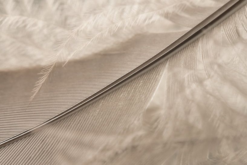 Light as a feather by Marjolijn van den Berg